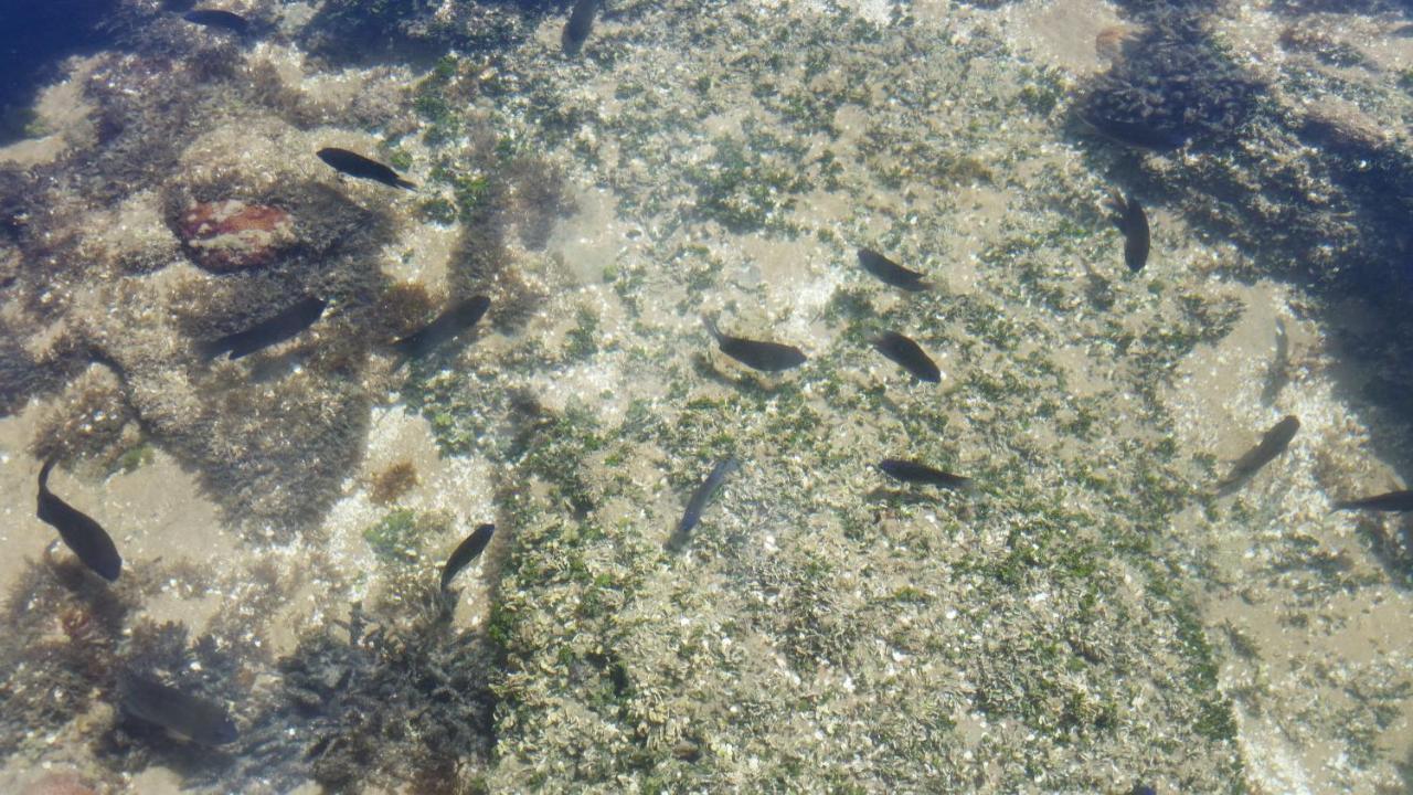 Flat Cupe Beach - Pôrto das Galinhas מראה חיצוני תמונה